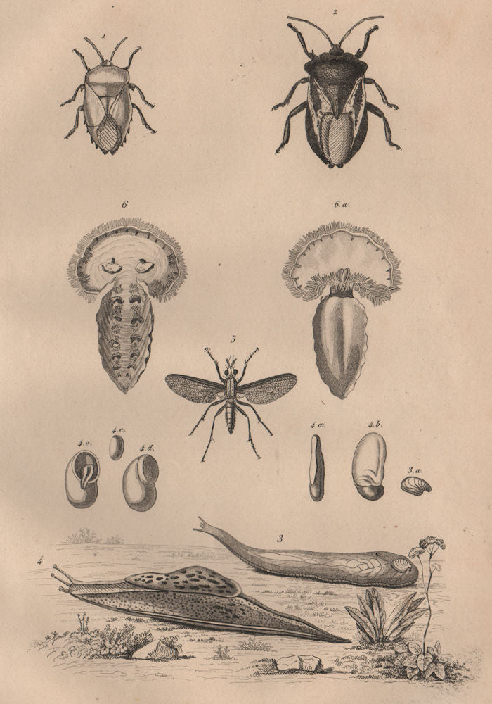 Tessaratomidae. Testacella Cryptella slugs. Tetanocera. Tethys fimbria 1834